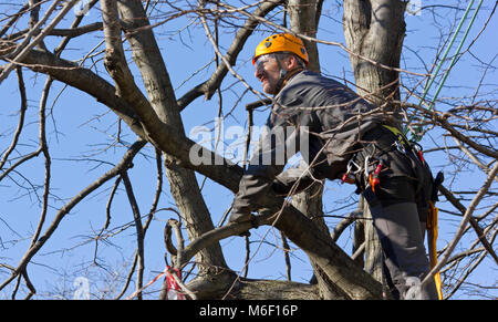 Tree climber pruning brances Stock Photo