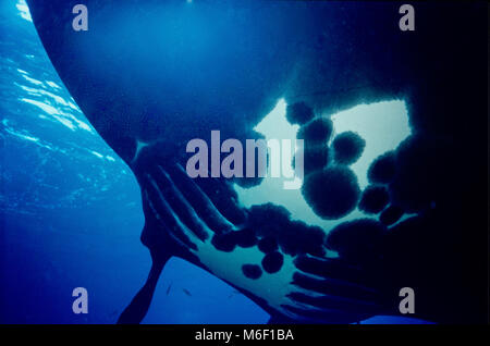 A giant manta ray (Manta birostris: 220 cms.). I was fortunate to join a pair of these manta rays about fifteen minutes into a dive and had enough air to stay with them for over half an hour while they circled around me feeding on plankton. Awesome, in the real sense of the word, describes appropriately a lengthy and close encounter with such large and magnificent animals. Because of the somewhat cloudy plankton bloom, photography at a distance from the subject was a problem - but a close-up picture was practicable as the rays passed about one metre above me. Near Crystal Bay, Bali, Indonesia. Stock Photo