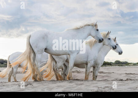 Camargue horses  near Saintes Maries de la Mer, France. Early May,by Dominique Braud/Dembinsky Photo Assoc