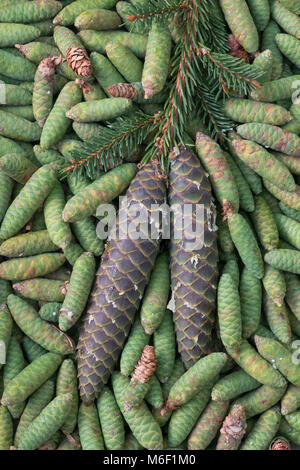Spruce Pine cones (Picea), by Skip Moody/Dembinsky Photo Assoc Stock Photo