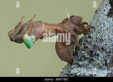 Cicada, emerging from nymphal skin, E USA, by Skip Moody/Dembinsky Photo Assoc Stock Photo