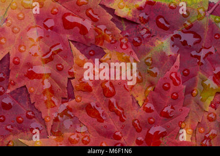 Raindrops on Red Maple leaves, (Acer rubrum), Autumn, E USA, by Skip Moody/Dembinsky Photo Assoc Stock Photo