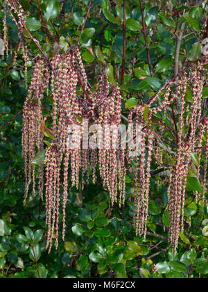 garrya x issaquahensis glasnevin wine catkins tassel brush spring ...