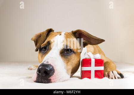 Young staffordshire terrier dog with cute little red present. Funny pitbull puppy poses close up in cozy bedroom indoor background with a surprise gif Stock Photo