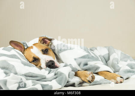 Funny young staffordshire terrier puppy lying covered in throw blanket and falling asleep. Tired or sick pitbull dog sleeping or resting under covers  Stock Photo