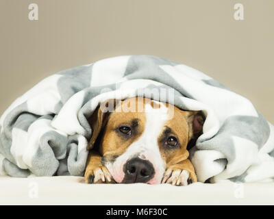 Funny young staffordshire terrier puppy lying covered in throw blanket and falling asleep. Close up image of tired or sick pitbull dog sleeping or res Stock Photo