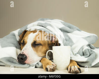 Sleeping young pitbull dog in bed covered in throw blanket with steaming cup of hot tea or coffee. Lazy staffordshire terrier puppy wrapped in plaid s Stock Photo