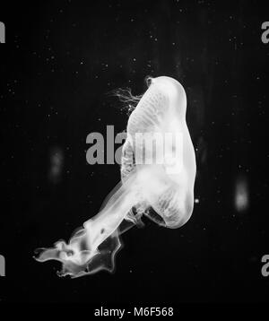 Dark isolated translucent jellyfish floating in the water. Black and white Stock Photo
