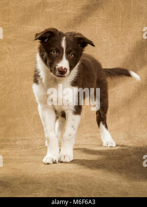 Nine week old Border Collie puppy Stock Photo