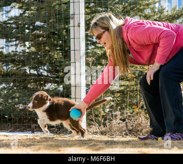 Woman playing with her nine week old Border Collie puppy; running outside Stock Photo