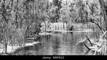 in australia mataranka  river the palm and the lake in the nature Stock Photo