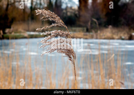 Close up of a common reed flower head (Phragmites australis) around the watersedge of Ackers Pit, Stockton Heath, Cheshire, England, UK in Winter 2018 Stock Photo