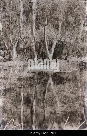 in australia mataranka  river the palm and the lake in the nature Stock Photo