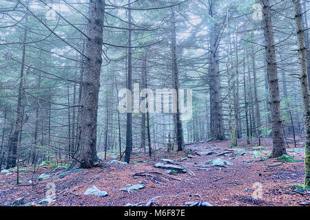 Autumn foliage pine tree forest with fog and mist in dark shadow during fall with blue color scary spooky Stock Photo