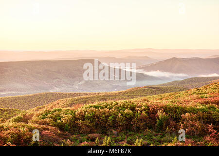 Morning pink warm yellow sunrise with sky and golden orange autumn foliage in Dolly Sods, Bear Rocks, West Virginia with overlook of mountain valley,  Stock Photo