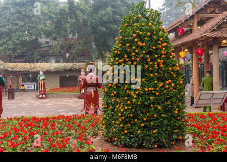 A lucky kumquat tree in a garden in Hanoi, Vietnam to celebrate the Chinese New Year. Stock Photo