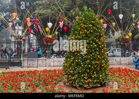 A lucky kumquat tree in a garden in Hanoi, Vietnam to celebrate the Chinese New Year. Stock Photo
