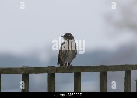 Lurgan, Northern Ireland. 03 March 2018. UK weather - despite a slow thaw underway the pressure grows on wildlife with so much snow on the ground. Birds such as this redwing are venturing into domestic gardens in search of food to survive. Turdus iliacus, a winter redwing perched on a wooden trellis fence on snowy winter day. Credit: David Hunter/Alamy Live News. Stock Photo