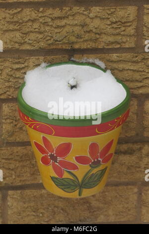 My hanging planter on the wall is full of snow after the 'Beast from the East' dumps a load of snow on the garden in Northampton, England on the first day of Spring; the bright colours of the pot bring a moment of cheer on an icy white and freezing cold day. Stock Photo