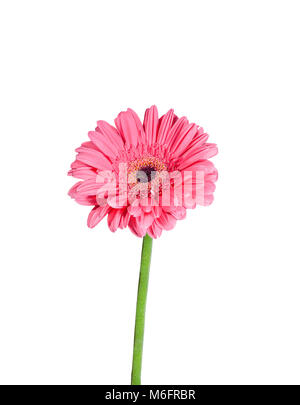 Gentle Gerbera daisy flower with pink petals and green stem close up, isolated on a white background