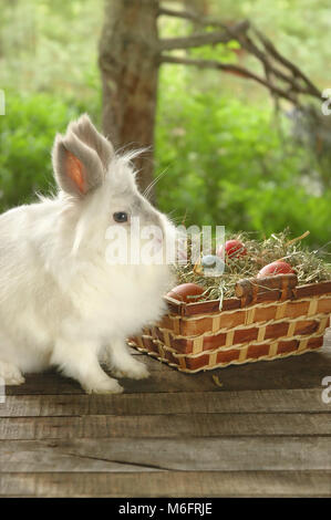 White bunny “Lion’s head” near brown basket full with old grass and Easter colored chicken eggs, on old wooden table, with nature in background Stock Photo