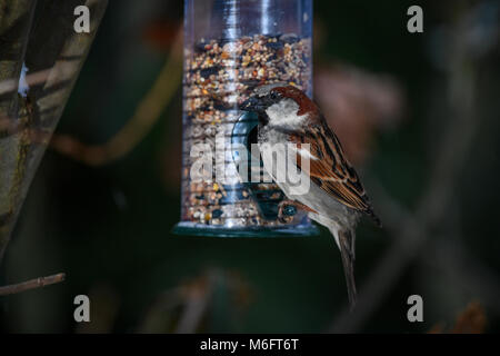 A close up of a single sparrow perched on a garden feeder eating mixed seed with seed visible in beak. Stock Photo