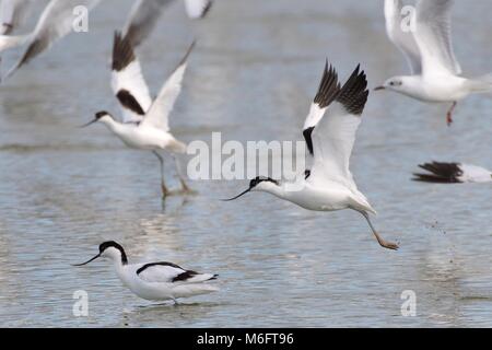 Avocets (Recurvirostra avosetta) taking off from a freshwater lake, Gloucestershire, UK, February. Stock Photo