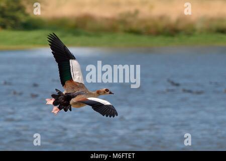 Egyptian goose (Alopochen aegyptiacus) in flight over Rutland Water, Rutland, UK, August. Stock Photo