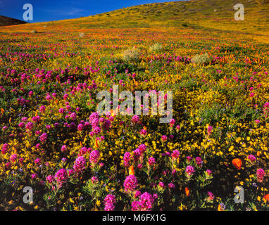 Owls Clover, Poppies, Antelope Valley California Poppy Reserve, Kern County, California Stock Photo