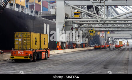 ROTTERDAM, SEP 6, 2013: Automated Guided Vehicles moving shipping containers to and from gantry cranes in a port container terminal. Stock Photo
