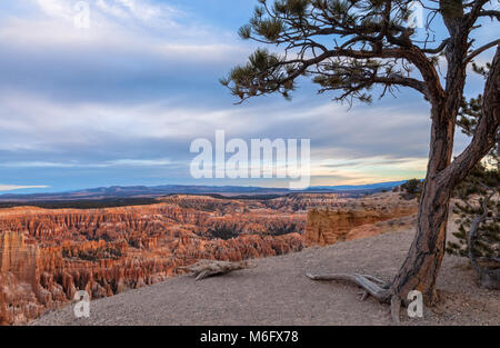 Pinyon pine and the Bryce Canyon on a cloudy winter morning, Bryce Canyon National Park, Utah, United States. Stock Photo