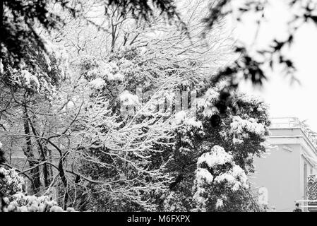 Frost and snow in a winter day, black and white Stock Photo