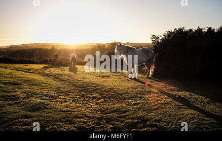 A beautiful misty sunrise landscape across the New Forest Hampshire England with two new forest ponies in the foreground.