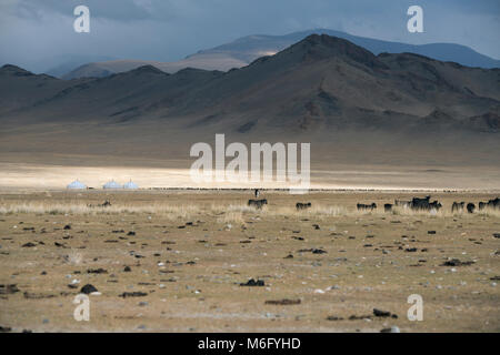 A herd of cattle grazing next to three Kazakh gers (yurts). Altai Mountains, western Mongolia. Stock Photo