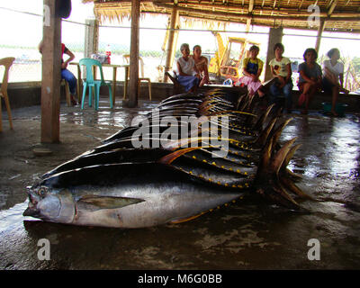 Yellowfin tuna Thunnus albacares freshly landed by the artisanal fishermen in Mindoro, Philippines Stock Photo
