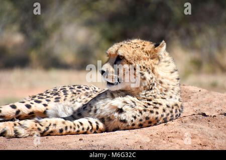 A close-up of a cheetah photographed in the wild in Namibia relaxing in the morning sun lying on the ground Stock Photo