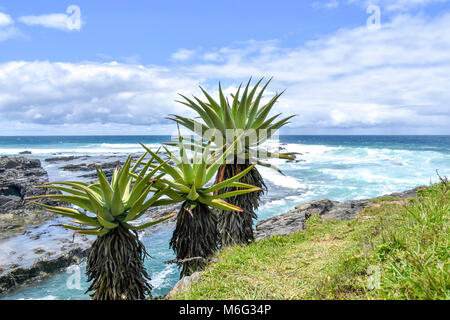 Three aloe plants on a hillside with the ocean and blue sky in the background in Coffee Bay at the Indian Ocean in the Eastern Cape at the Wild Coast  Stock Photo