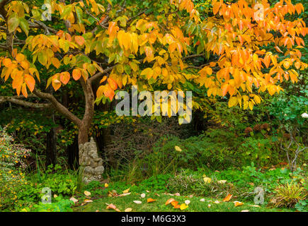 Ganesh, Japanese Kaki Persimmon, Diospyros kaki, Fern Canyon, Mill Valley, California Stock Photo