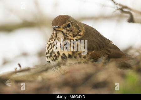 A stunning Song Thrush (Turdus philomelos) searching for food to eat on the ground in the undergrowth. Stock Photo