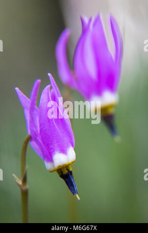 Slimpod Shooting Star (Dodecatheon Conjugens). Stock Photo