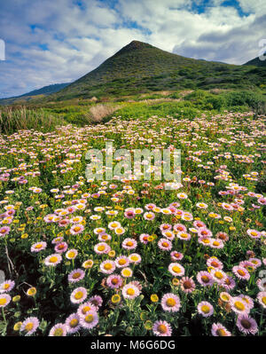 Seaside Daisies, Erigeron glaucus, Garrapata State Park, Big Sur, Monterey County, California Stock Photo