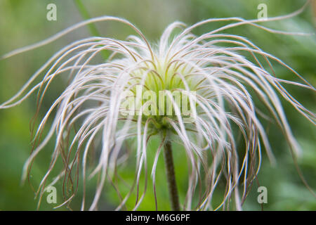 Sugarbowl (Clematis hirsutissima var hirsutissima). Stock Photo