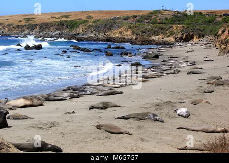 Elephant Seals resting and molting on Stock Photo