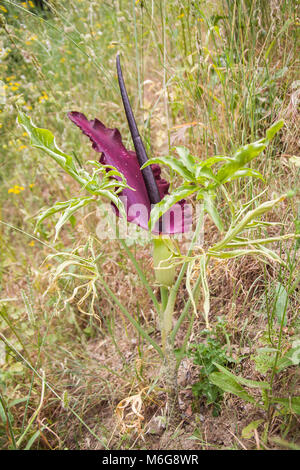 Dracunculus vulgaris is a species of aroid in the genus Dracunculus and is known variously as the common dracunculus, dragon arum, the black arum, the voodoo lily, the snake lily, the stink lily, the black dragon, the black lily, dragonwort, and ragons. Stock Photo