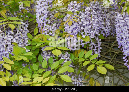 wisteria sinensis