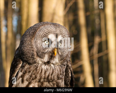 Portrait of one of largest owl - Great grey owl - Strix nebulosa Stock Photo