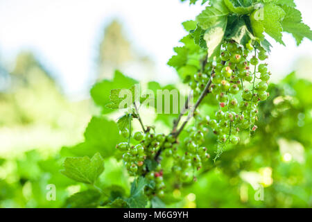 Unripe red currant berries photographed early saummer Stock Photo