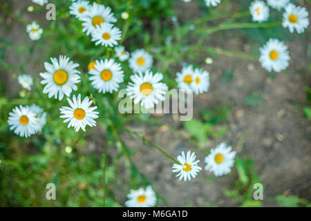 Plenty of beautiful daisy flowers in the garden Stock Photo