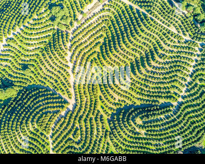 Aerial view of orange tree groves on hills creating an organic pattern Stock Photo