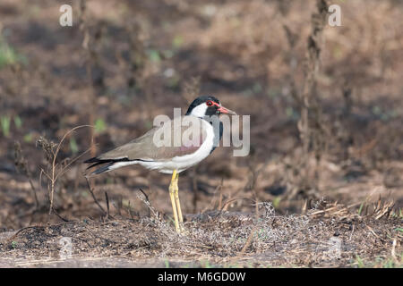 Bird:  Red Wattled Lapwing Standing on One Leg Stock Photo